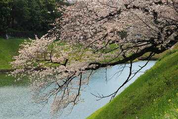 半蔵濠の土手に這うように伸びる桜の枝