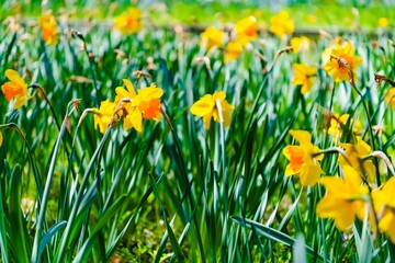 Obraz premium daffodils in spring