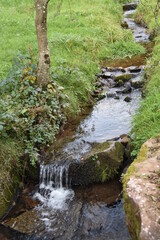 stream in the forest