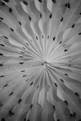 black and white background of a paper cutout of a snowflake