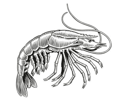 recommend clip art: Shrimp or prawn black and white engraving vector illustration for menu, poster or label.