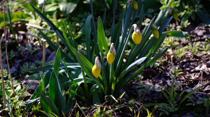 Flowers daffodils, yellow, bloom in the garden.