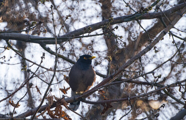 A bird sitting on a tree branch