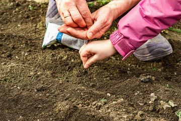 Gardening conceptual background. Children's and woman's hands planting sorrel seeds in to the soil
