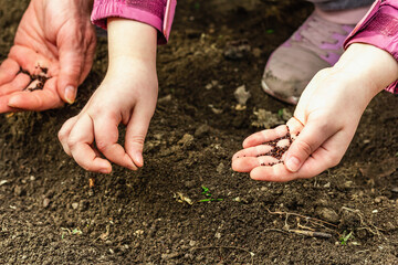 Gardening conceptual background. Children's and woman's hands planting sorrel seeds in to the soil