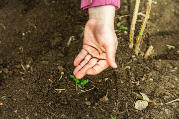 Gardening conceptual background. Children's hands planting sorrel seeds in to the soil