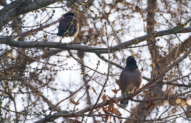 A bird sitting on a tree branch