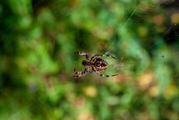 spider on the web