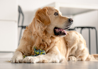 Golden retriever dog at home