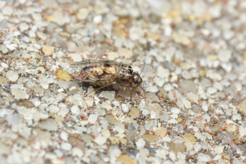 Psocoptera are a paraphyletic group of insects that are commonly known as booklice