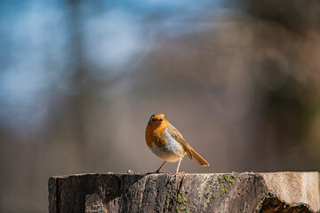 Robin