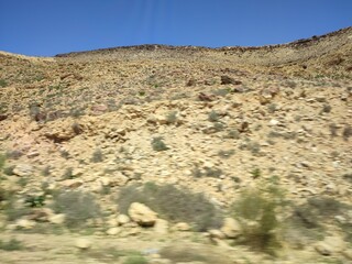 cactus in the desert