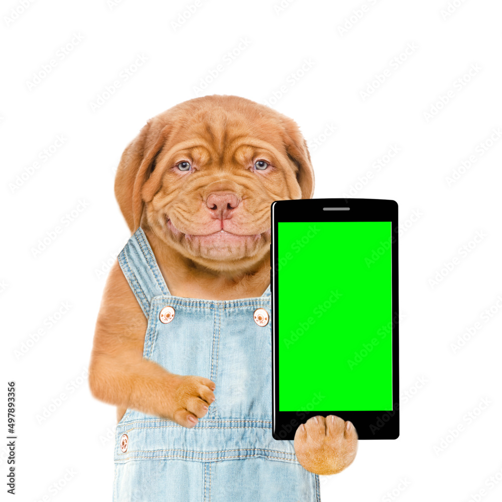 Poster Smiling puppy wearing overalls points on smartphone with empty green screen. Isolated on white background