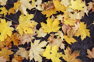 Autumn maple bright yellow leaves on dark pavement