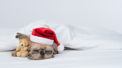 Cute Brussels Griffon puppy wearing  red santa hat sleeps with toy bear on a bed under white blanket at home. Empty space for text