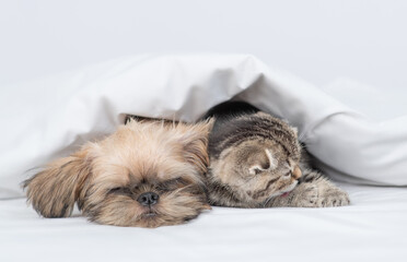Cute Brussels Griffon puppy sleeps with tiny kitten under warm blanket on a bed at home