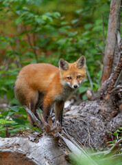 Red fox Vulpes vulpes in pine tree forest sitting on top of a log in Algonquin Park, Canada in the springtime