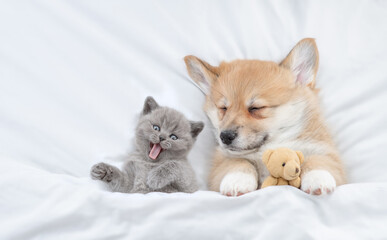 Fototapeta na wymiar Sleepy cozy Pembroke Welsh corgi puppy hugs favorite toy bear near tiny yawning kitten under white warm blanket on a bed at home. Top down view. Empty space for text