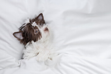 Biewer yorkshire terrier puppy lies under warm blanket on the bed at home. Top down view. Looking...
