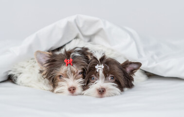 Two cozy biewer yorkshire terrier puppies lying together under a white blanket on a bed at home