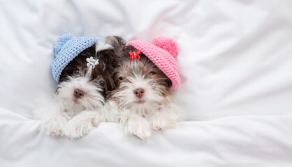 Two Biewer Yorkshire terrier puppies wearing knitted hats sleep under warm blanket on the bed at home. Empty space for text
