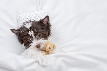 Cozy Biewer Yorkshire terrier  puppy hugs favorite toy bear on a bed at home and. Top down view....