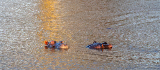 Two Common Hippopotamus [hippopotamus amphibius] in a lake in Africa