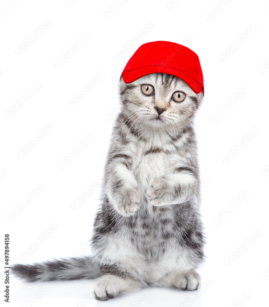 Aufkleber portrait of a funny kitten worker wearing red cap. isolated on white background
