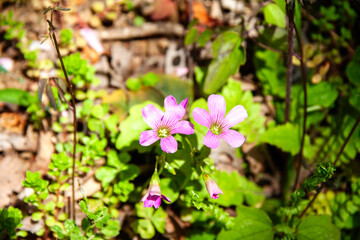 Naklejka premium ムラサキカタバミ