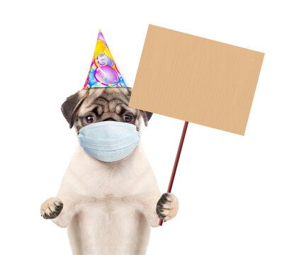 Pug Puppy wearing party cap and medical protective face mask  holds empty placard. Isolated on white background