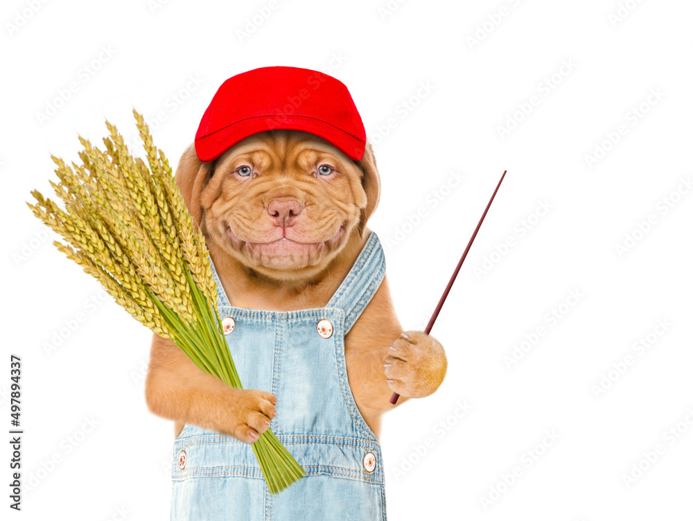 Poster Smiling puppy farmer wearing red cap and overalls holds bunch of wheat and points away on empty space. Isolated on white background