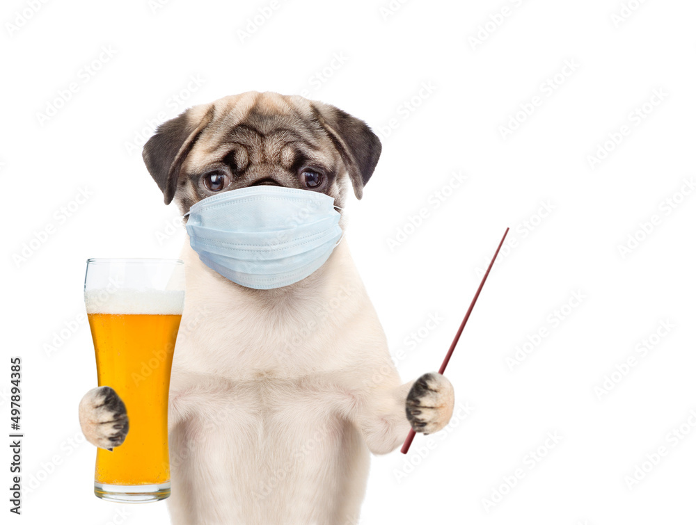 Poster pug puppy wearing medical protective face mask holds glass of beer and points away on empty space. i