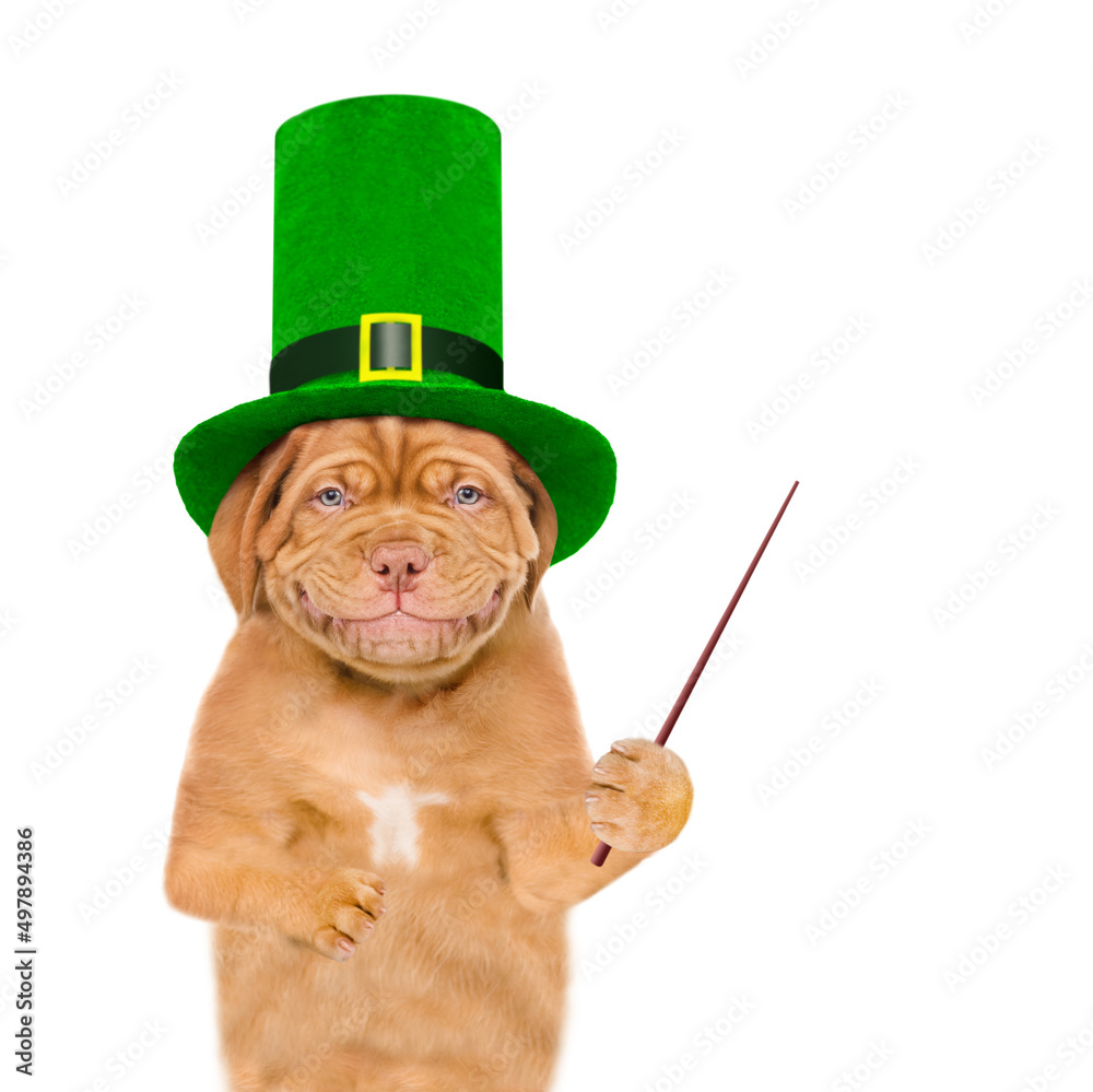 Poster st patrick's day concept. funny mastiff puppy wearing hat of the leprechaun points away on empty spa