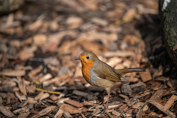 Robin