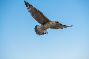 Big seagull flying under the sea at the clear summer evening, wild nature birds