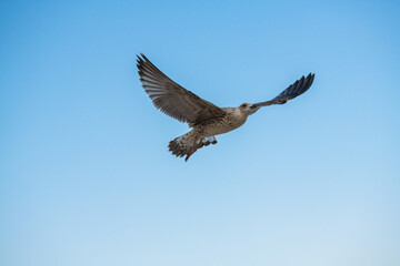 Big seagull flying under the sea at the clear summer evening, wild nature birds