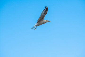 Big seagull flying under the sea at the clear summer evening, wild nature birds