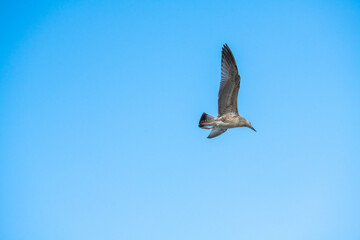 Big seagull flying under the sea at the clear summer evening, wild nature birds