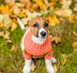 Young Jack russell terrier puppy wearing warm sweater sits on fallen leaf at autumn park and looks...
