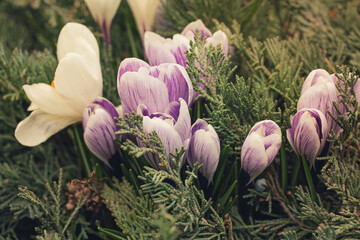 The first crocus flowers grew in the park. Closeup