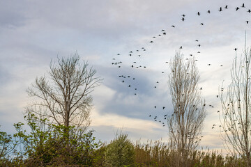 Flock of cormorants flying at sunset.