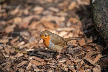 Robin 