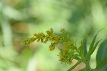 leaves in spring