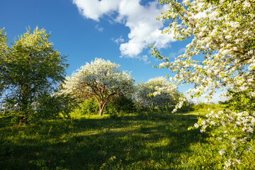 Splendid ornamental garden with blooming lush trees on a sunny day.