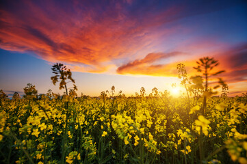 Perfect field of yellow rapeseed and cultivated land at sunset.