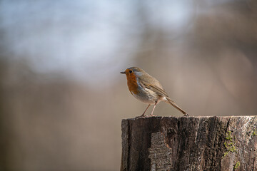 Robin 