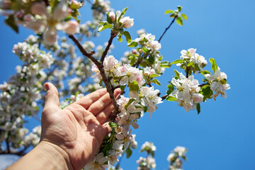 Fototapeta na wymiar Human hand and a branch of blooming apple tree on the blue sky background