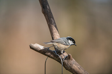 Coal Tit