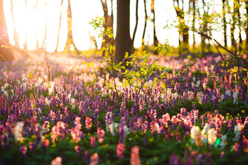 The forest is covered with Corydalis cava flowers in sunny day undercover of the tree canopy.