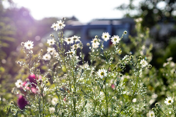 Obraz premium small daisies in drops of water in the sun. Camomiles with dew in the garden